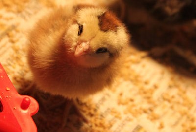 The New Chicks are Here!!!