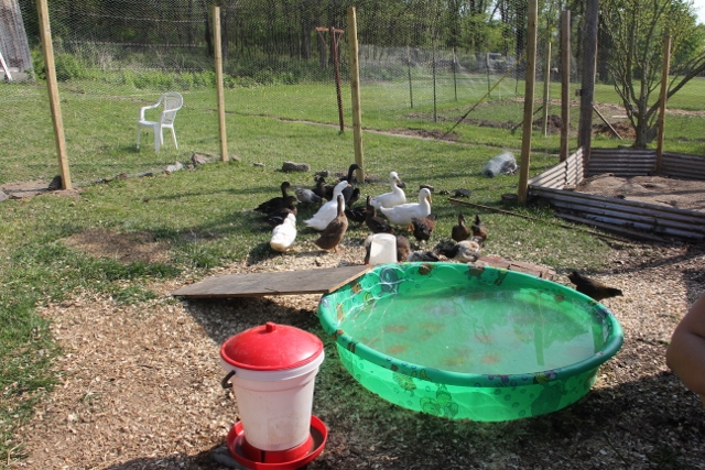 Ducks and chickens