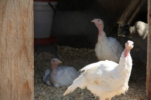Raising and Caring for Turkeys