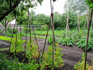 How Planting Zone and Weather Affects your Garden